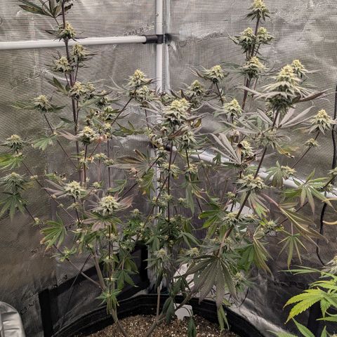 Four Peaks growlog timeline photo