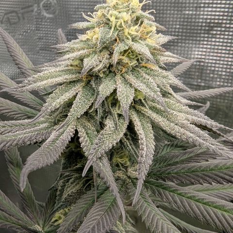 Four Peaks growlog timeline photo