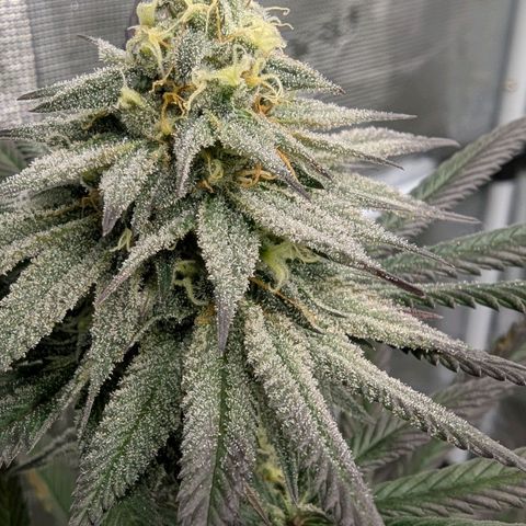 Four Peaks growlog timeline photo