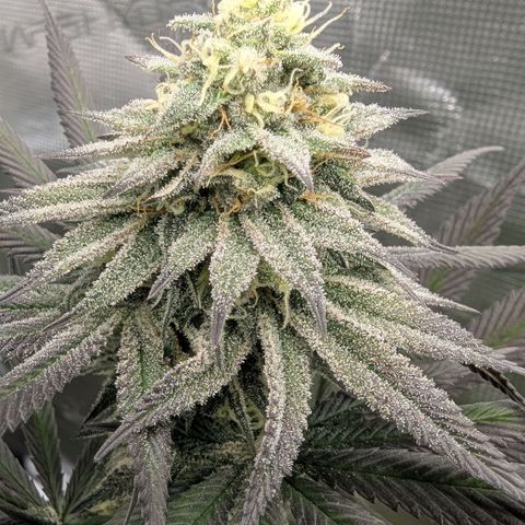 Four Peaks growlog timeline photo