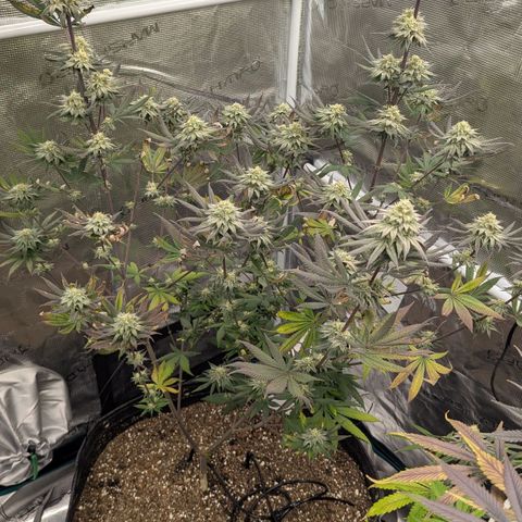 Four Peaks growlog timeline photo