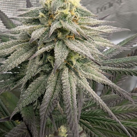 Four Peaks growlog timeline photo