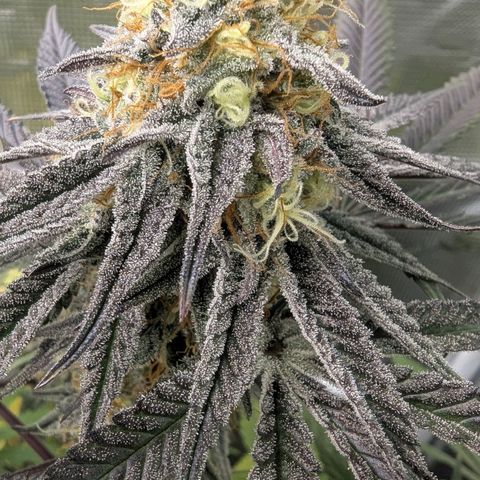 Purple Panty Dropper growlog timeline photo