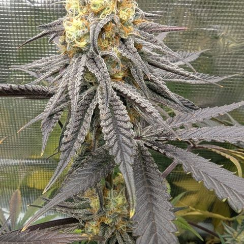 Purple Panty Dropper growlog timeline photo