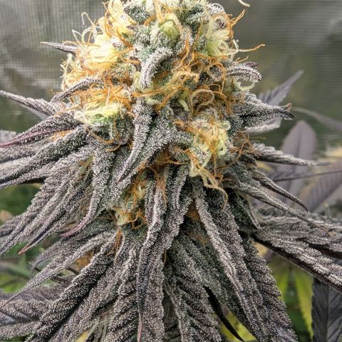 Purple Panty Dropper growlog timeline photo
