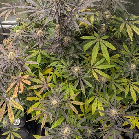 Purple Panty Dropper growlog timeline photo