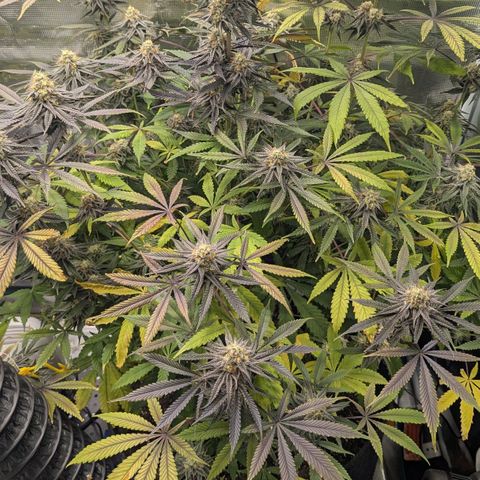 Purple Panty Dropper growlog timeline photo