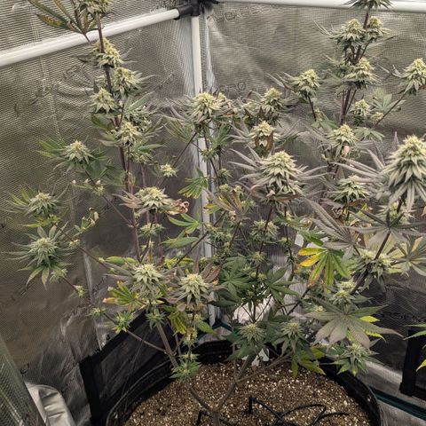 Four Peaks growlog timeline photo