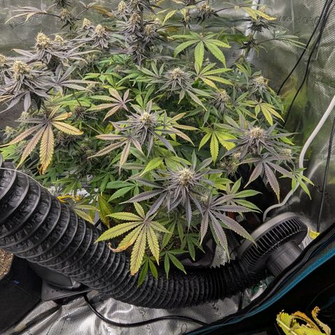 Purple Panty Dropper growlog timeline photo