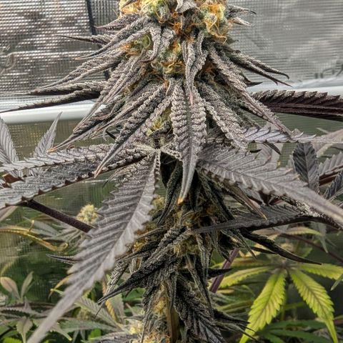 Purple Panty Dropper growlog timeline photo