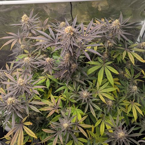 Purple Panty Dropper growlog timeline photo