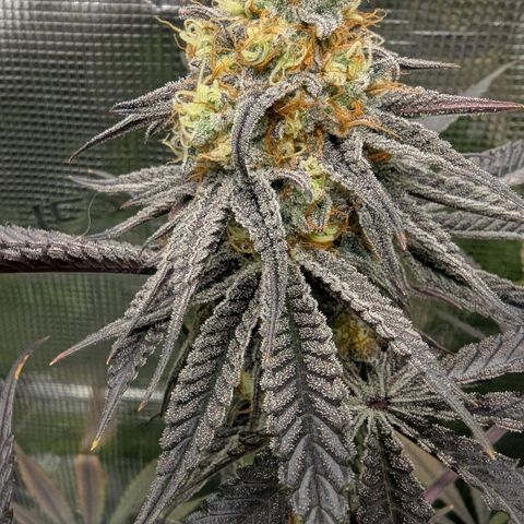 Purple Panty Dropper growlog timeline photo