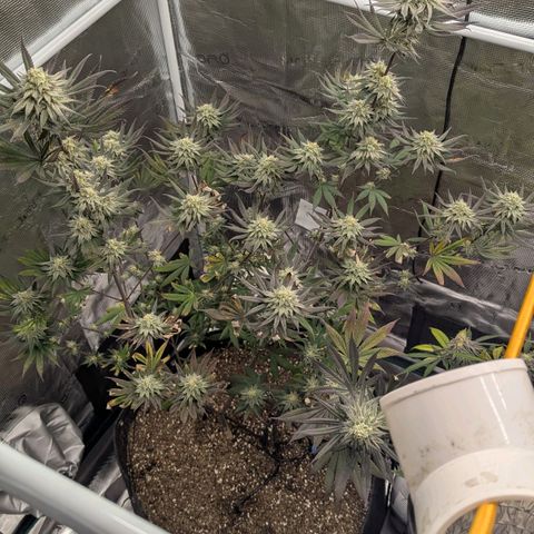Four Peaks growlog timeline photo