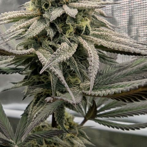 Four Peaks growlog timeline photo