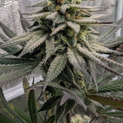 Four Peaks growlog timeline photo