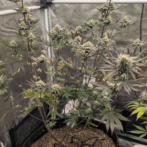 Four Peaks growlog timeline photo