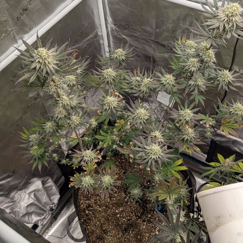 Four Peaks growlog timeline photo