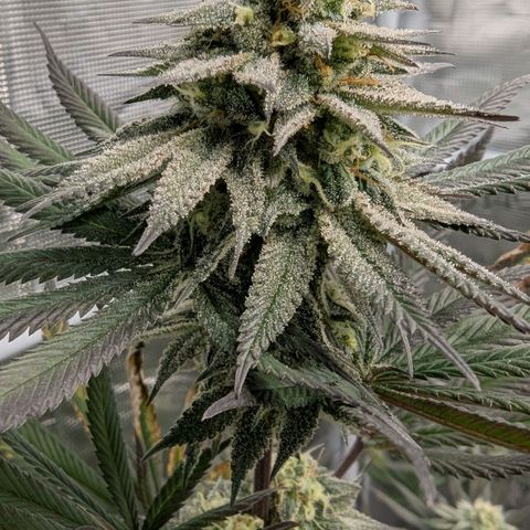 Four Peaks growlog timeline photo