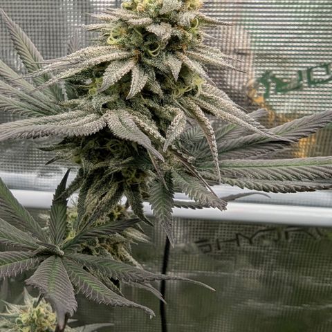 Four Peaks growlog timeline photo
