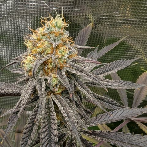Purple Panty Dropper growlog timeline photo