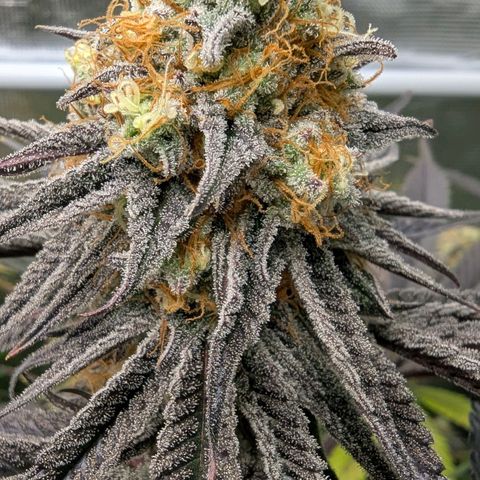 Purple Panty Dropper growlog timeline photo