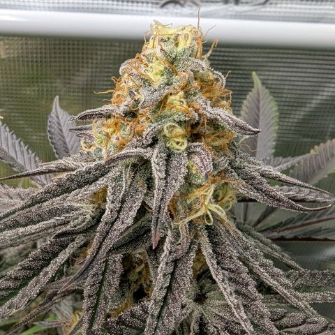 Purple Panty Dropper growlog timeline photo