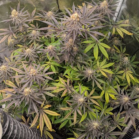 Purple Panty Dropper growlog timeline photo