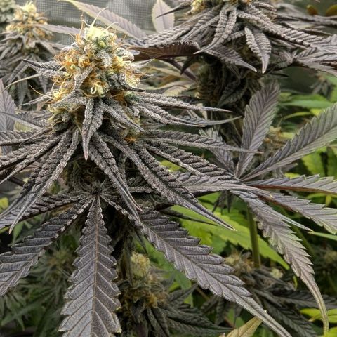Purple Panty Dropper growlog timeline photo
