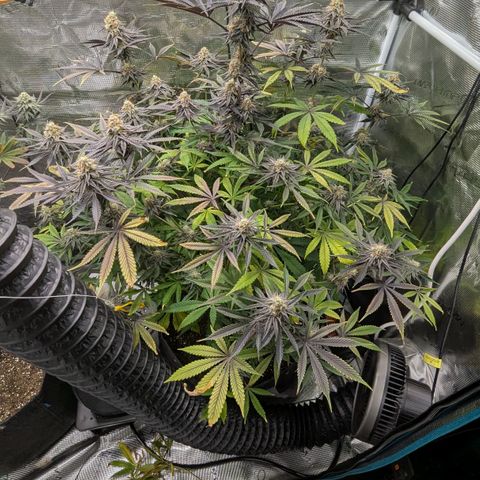 Purple Panty Dropper growlog timeline photo