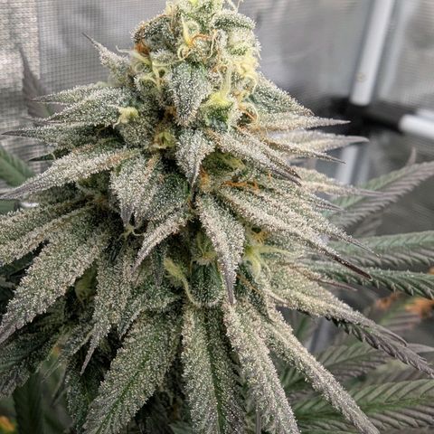 Four Peaks growlog timeline photo