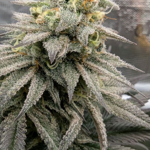 Four Peaks growlog timeline photo