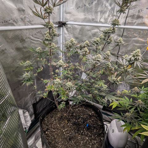 Four Peaks growlog timeline photo