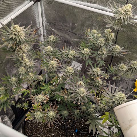 Four Peaks growlog timeline photo