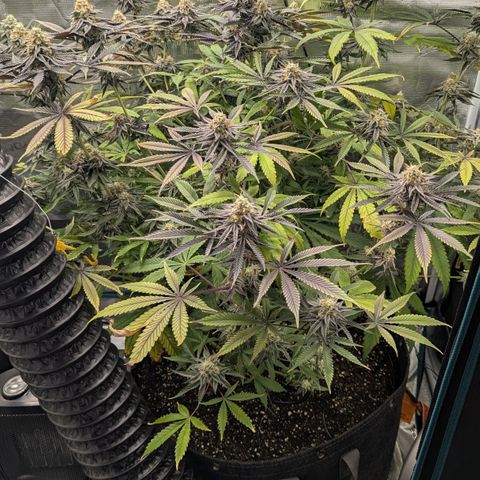 Purple Panty Dropper growlog timeline photo