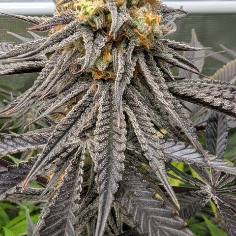 Purple Panty Dropper growlog timeline photo