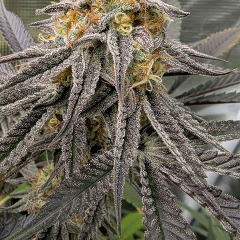 Purple Panty Dropper growlog timeline photo