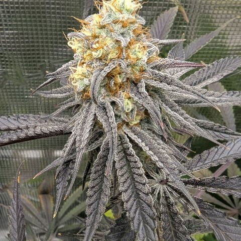 Purple Panty Dropper growlog timeline photo