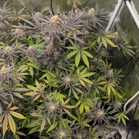 Purple Panty Dropper growlog timeline photo