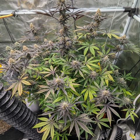 Purple Panty Dropper growlog timeline photo