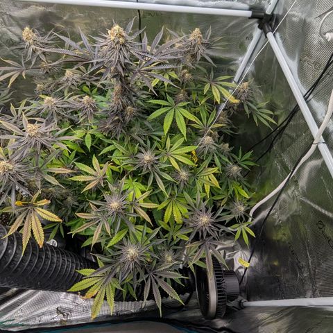Purple Panty Dropper growlog timeline photo