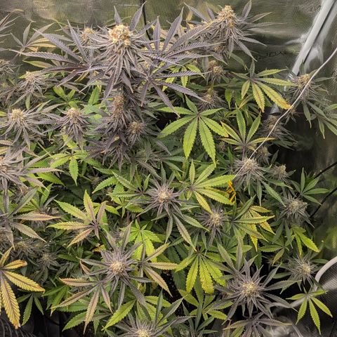 Purple Panty Dropper growlog timeline photo