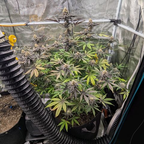 Purple Panty Dropper growlog timeline photo