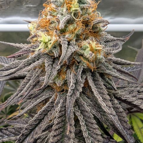 Purple Panty Dropper growlog timeline photo