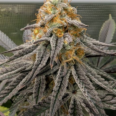 Purple Panty Dropper growlog timeline photo