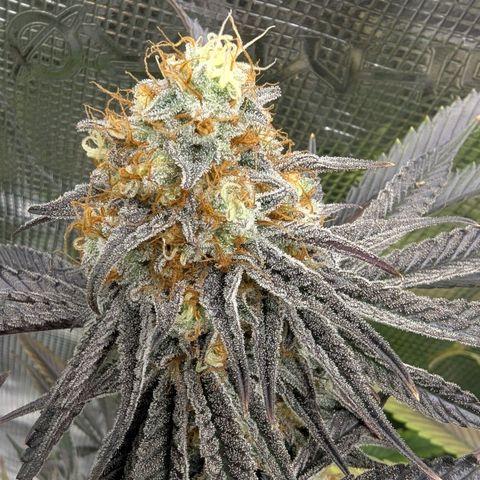 Purple Panty Dropper growlog timeline photo