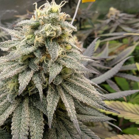 Four Peaks growlog timeline photo