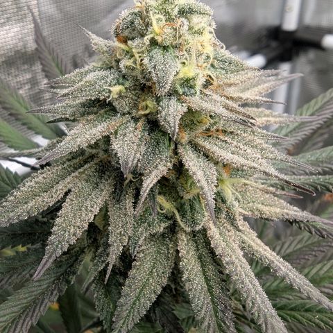 Four Peaks growlog timeline photo