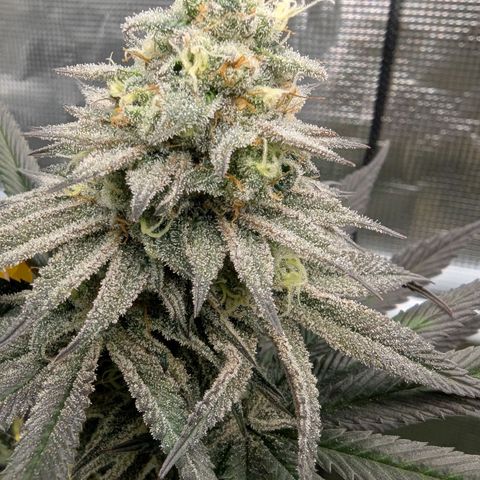Four Peaks growlog timeline photo