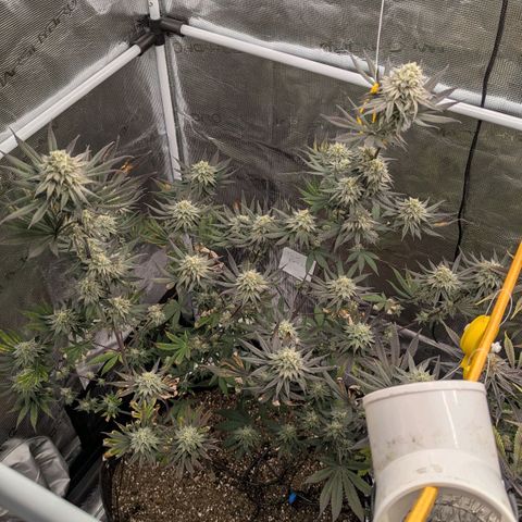 Four Peaks growlog timeline photo