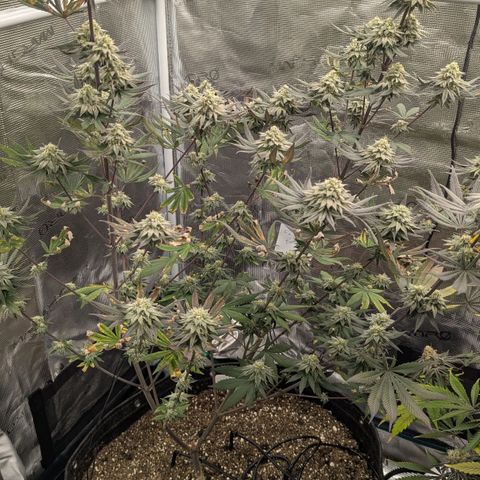 Four Peaks growlog timeline photo